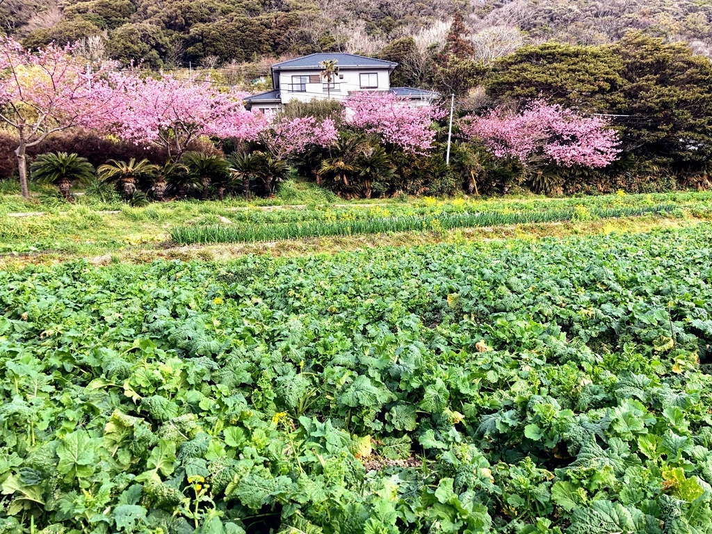 道の駅 保田小学校