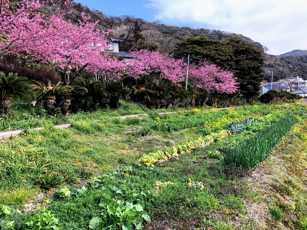 道の駅 保田小学校