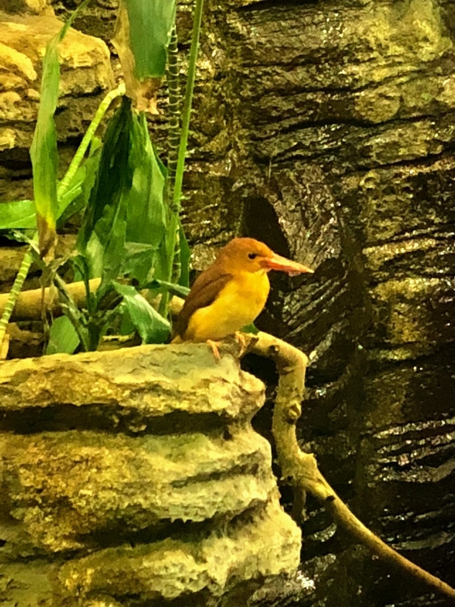 アカショウビン