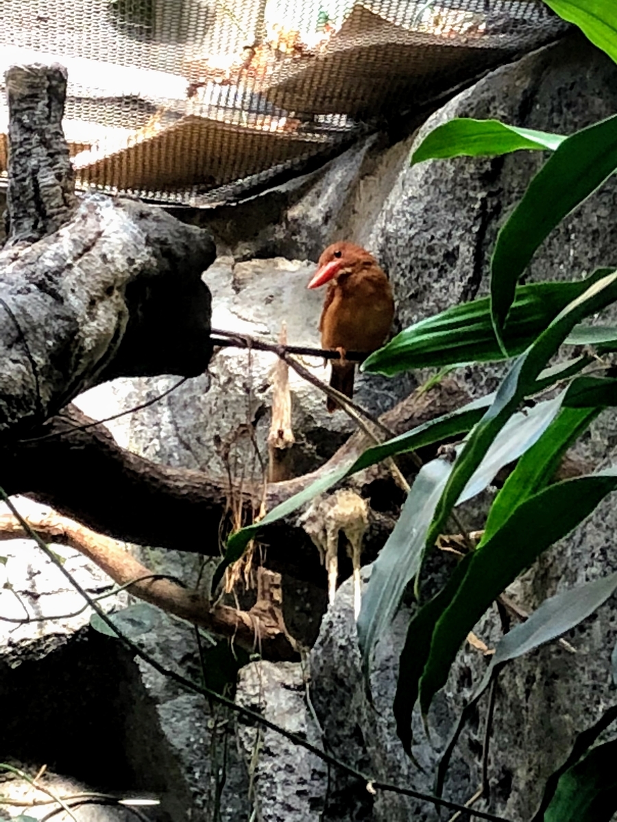 リュウキュウアカショウビン