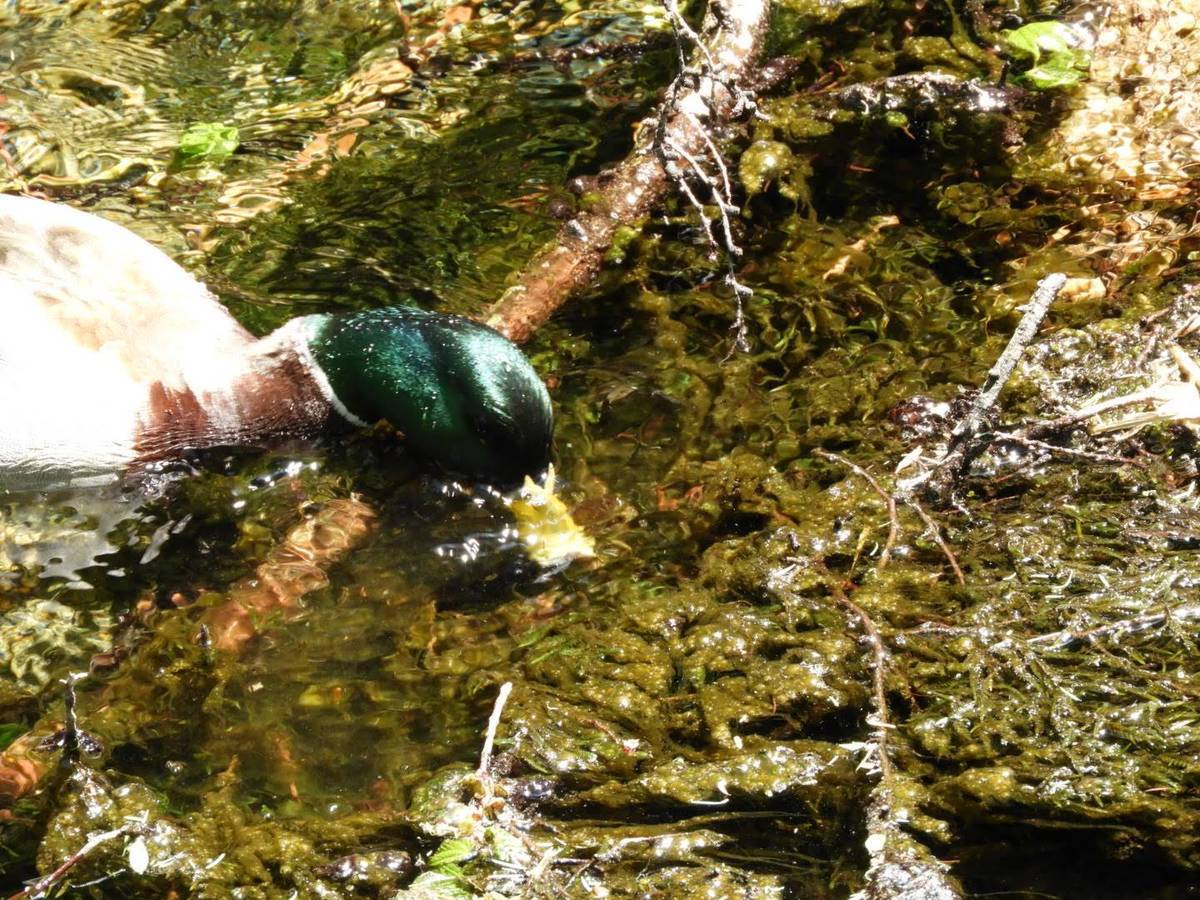 上高地 マガモ