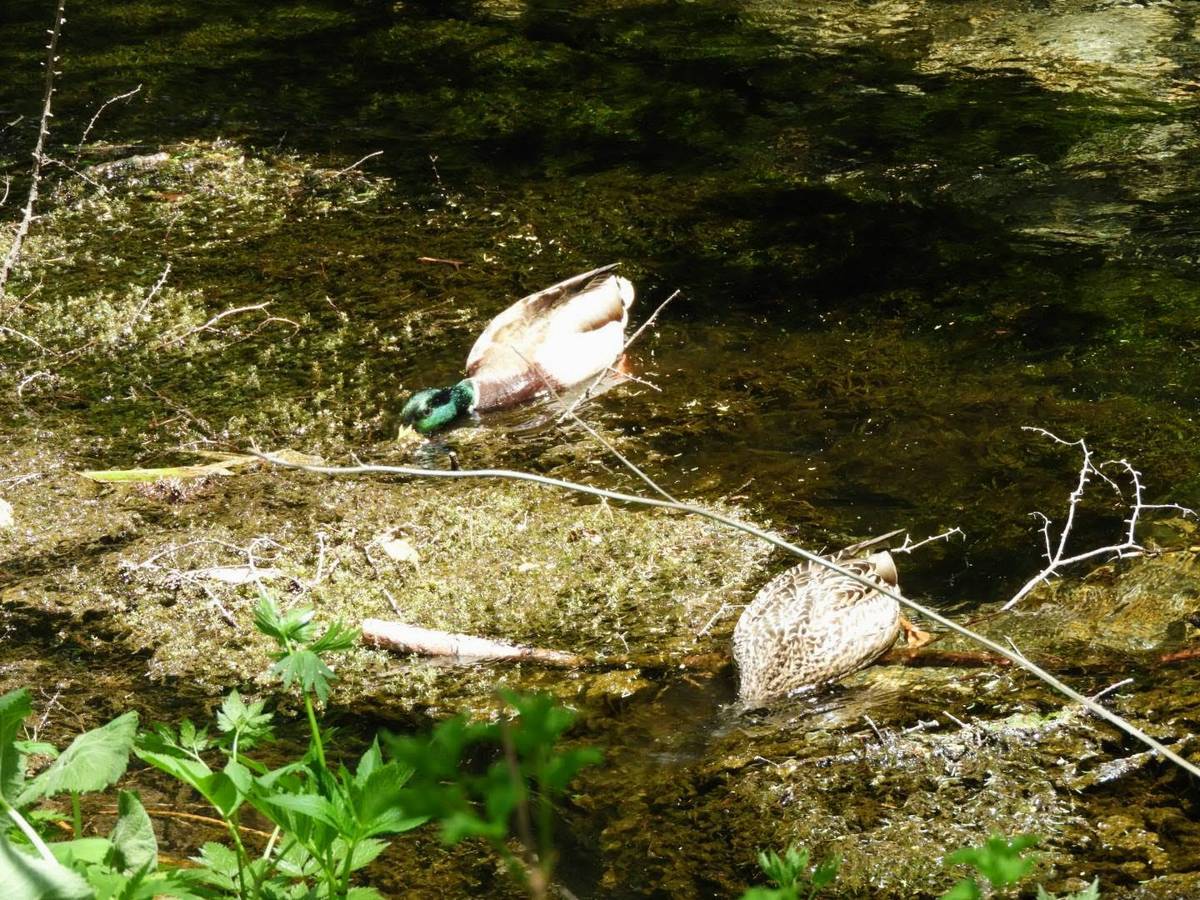 上高地 マガモ