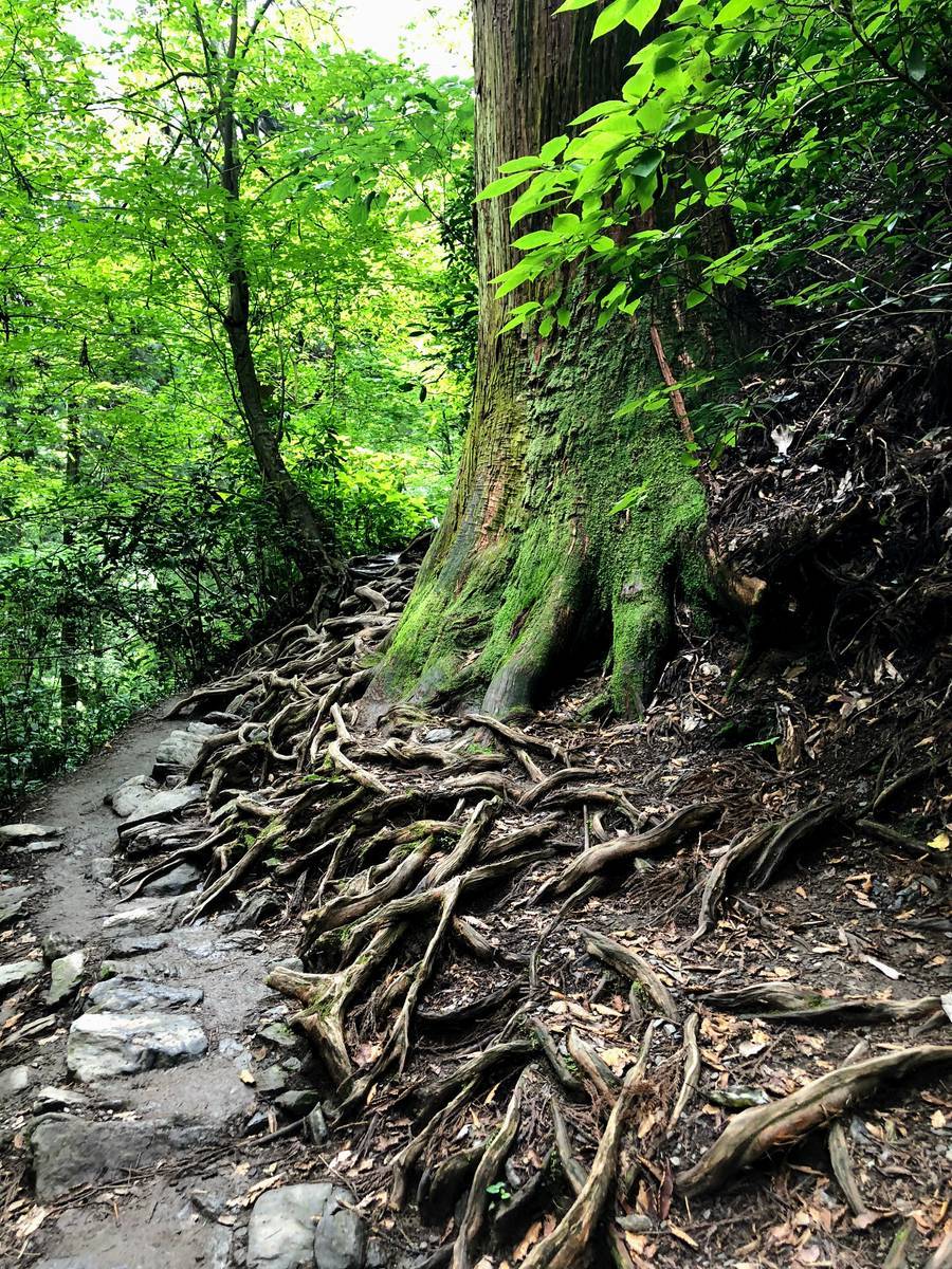 高尾山