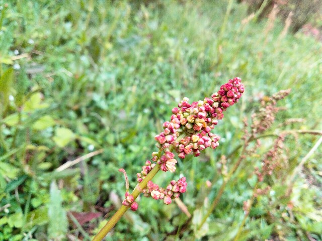 f:id:habbule-no-neko:20230513204741j:image