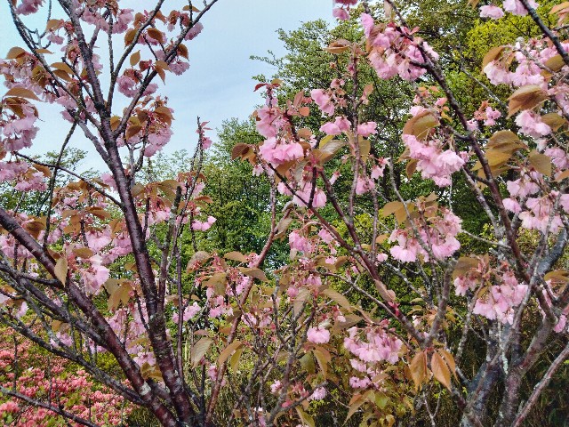 f:id:habbule-no-neko:20230513204859j:image