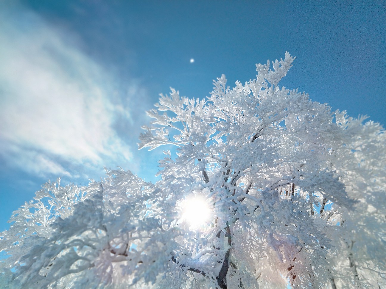 f:id:habbule-no-neko:20260208221020j:image