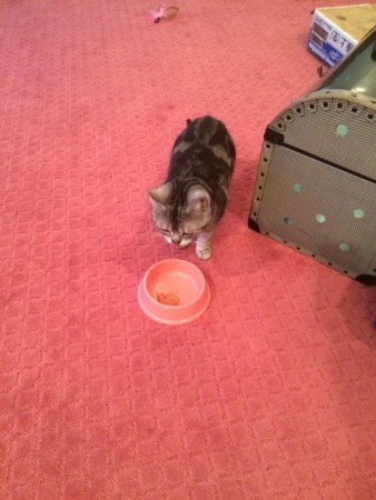 f:id:haberdashery:20150511111711j:image