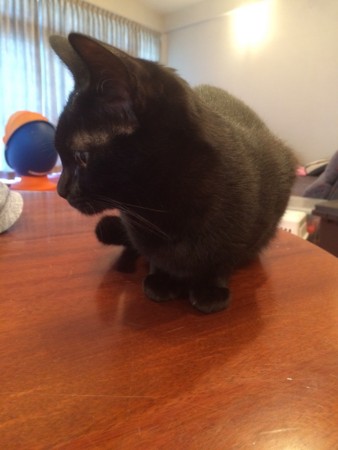 f:id:haberdashery:20150511111712j:image