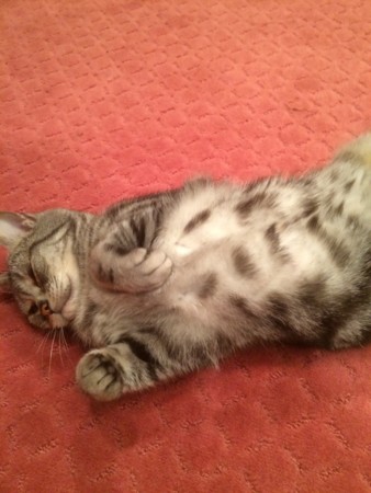 f:id:haberdashery:20150512112729j:image