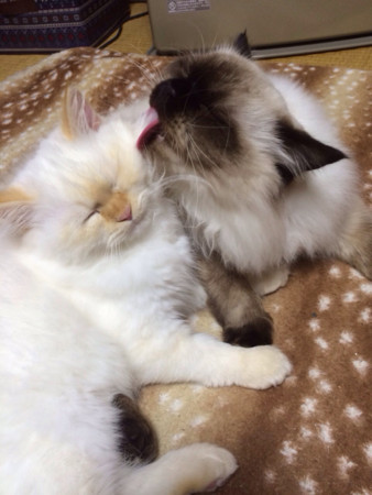 f:id:haberdashery:20151212135945j:image:h320 f:id:haberdashery:20151212135945j:image:h320