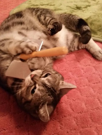 f:id:haberdashery:20160228121603j:image f:id:haberdashery:20160228121603j:image