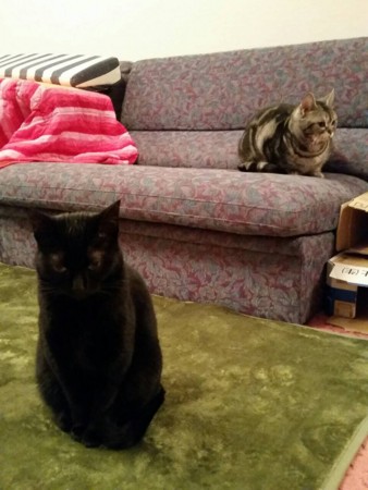 f:id:haberdashery:20160228121604j:image f:id:haberdashery:20160228121604j:image