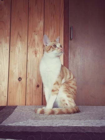 f:id:haberdashery:20161213221036j:image f:id:haberdashery:20161213221036j:image