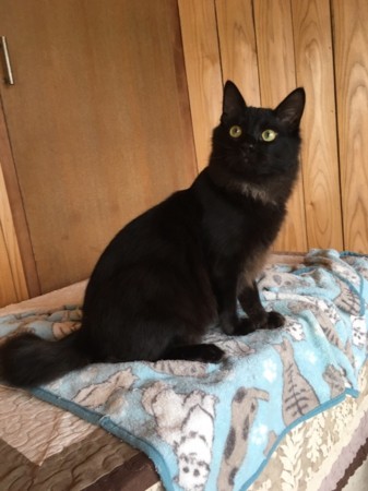 f:id:haberdashery:20161213221037j:image f:id:haberdashery:20161213221037j:image