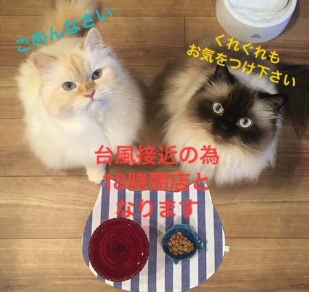 f:id:haberdashery:20180823134738j:image