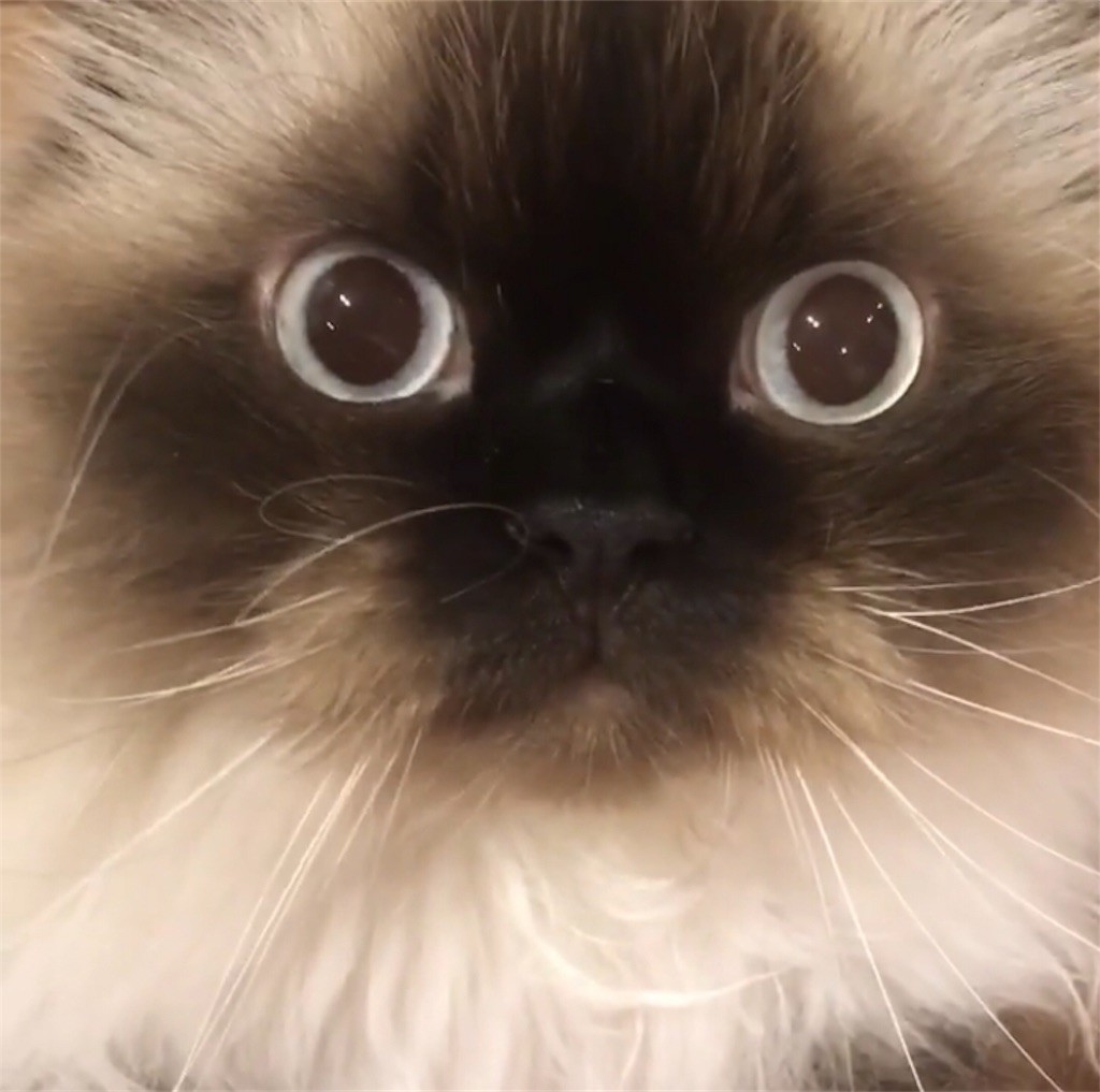 f:id:haberdashery:20191119183308j:image f:id:haberdashery:20191119183308j:image