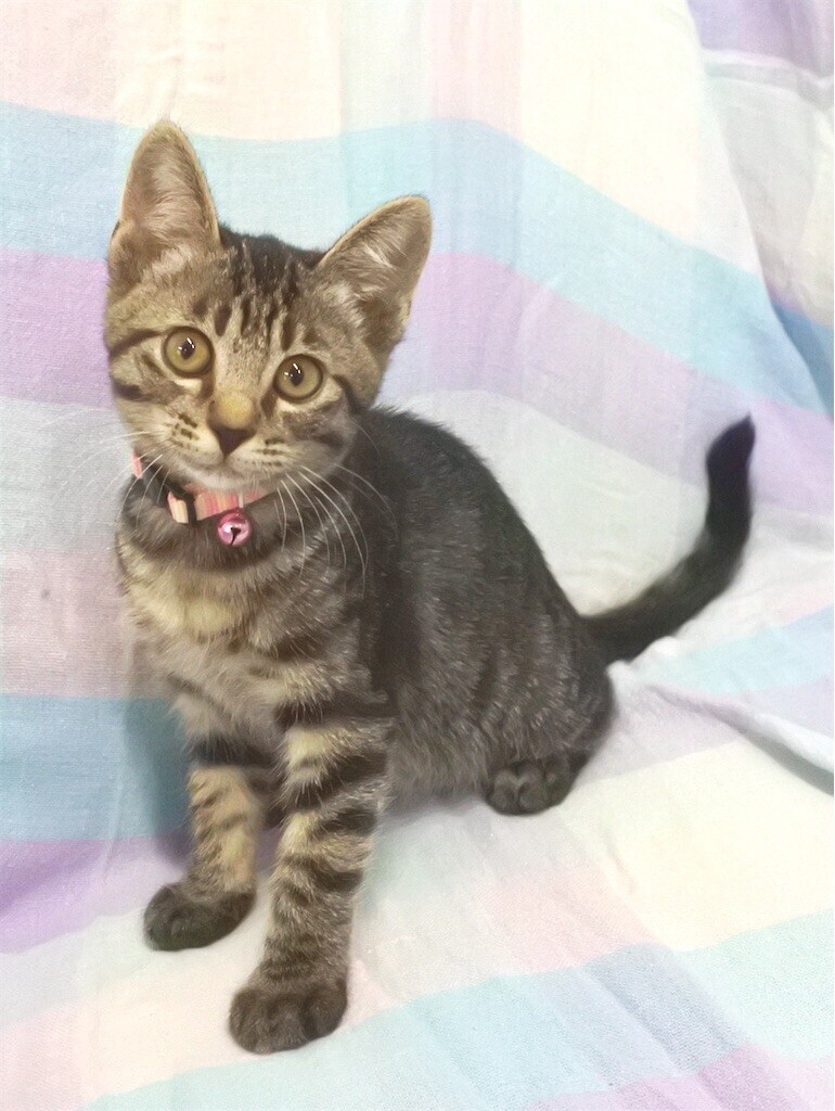 f:id:haberdashery:20230823173856j:image f:id:haberdashery:20230823173856j:image