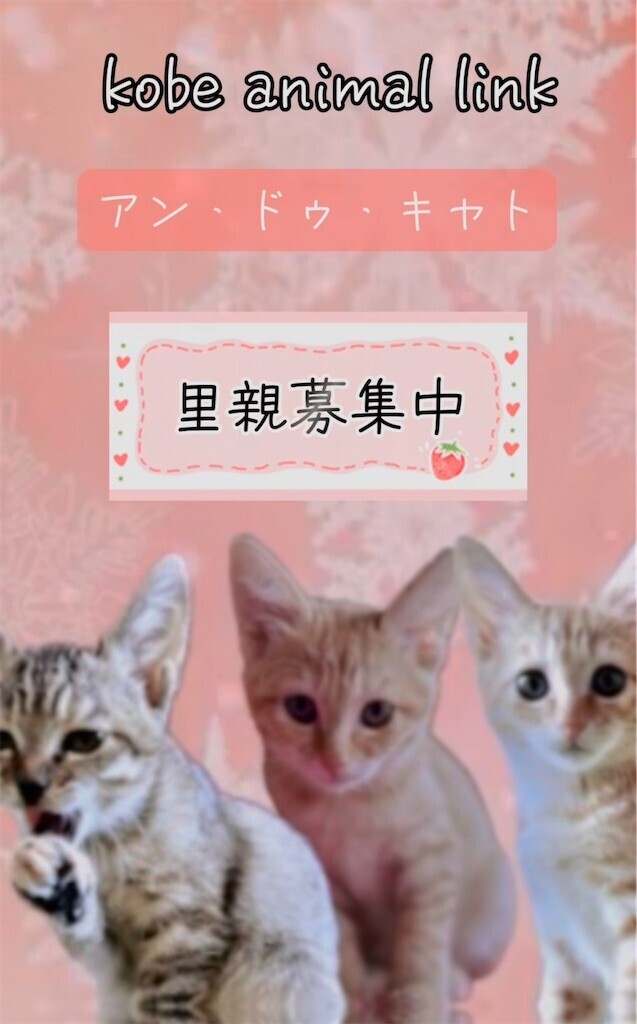 f:id:haberdashery:20231121162049j:image f:id:haberdashery:20231121162049j:image