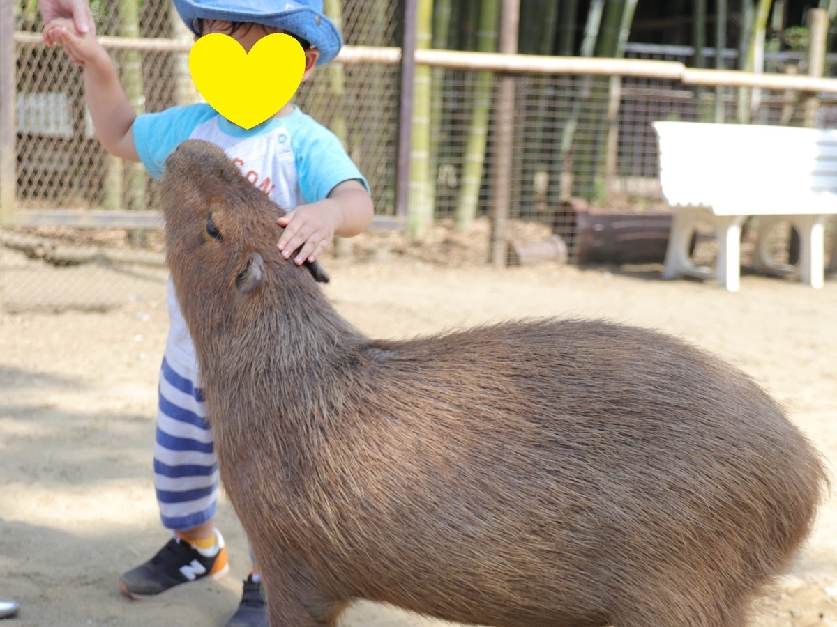 f:id:hacchi2020:20200820215526j:plain f:id:hacchi2020:20200820215526j:plain