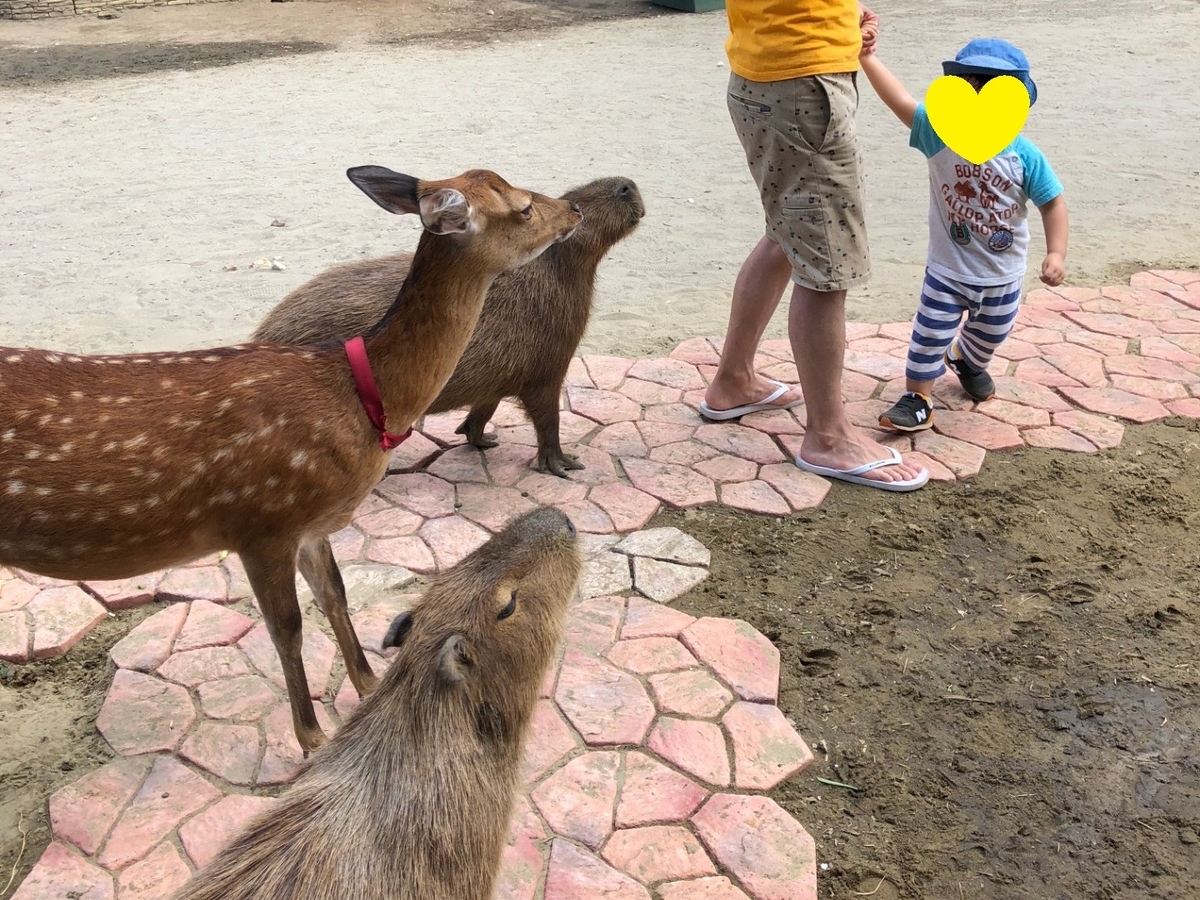 f:id:hacchi2020:20200820220732j:plain f:id:hacchi2020:20200820220732j:plain