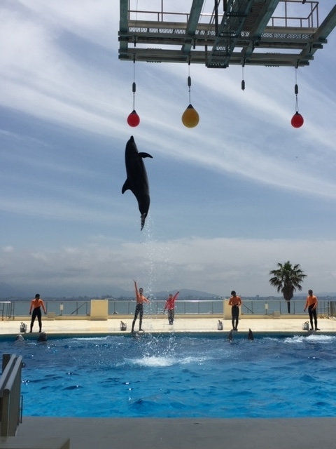 f:id:hachanniconico:20191103230656j:plain