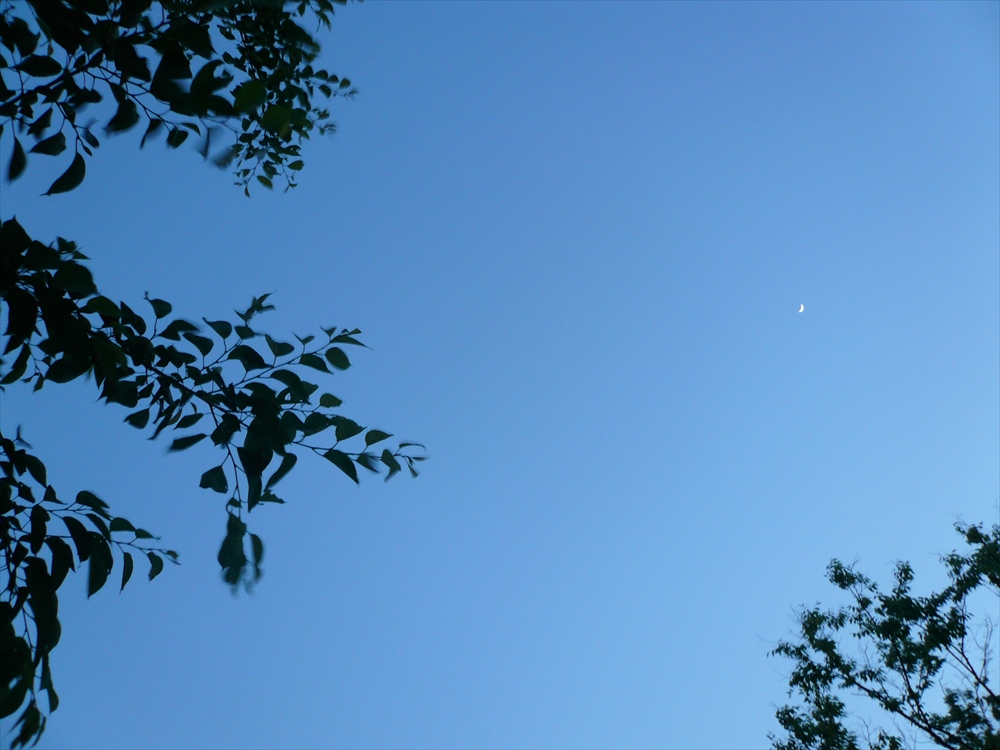 f:id:hachi-log:20070521184657j:plain
