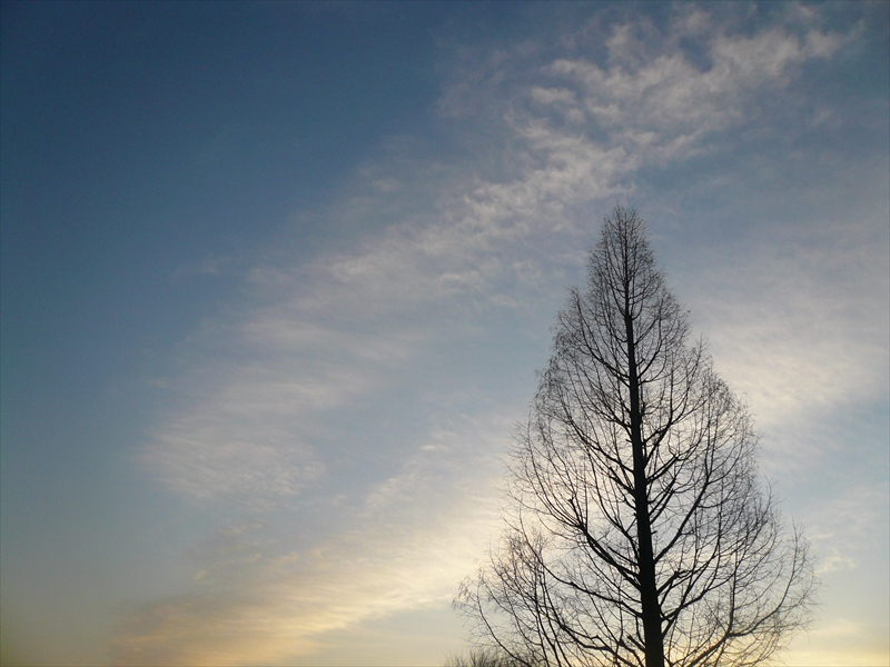 f:id:hachi-log:20090127065533j:plain