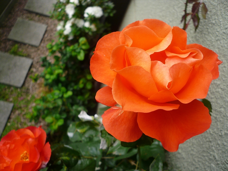 f:id:hachi-log:20090512082944j:plain