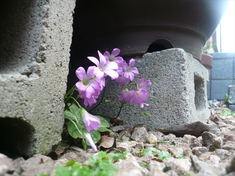 f:id:hachi-log:20090531135355j:plain
