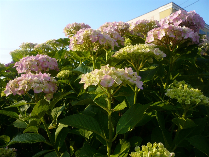 f:id:hachi-log:20090601171118j:plain