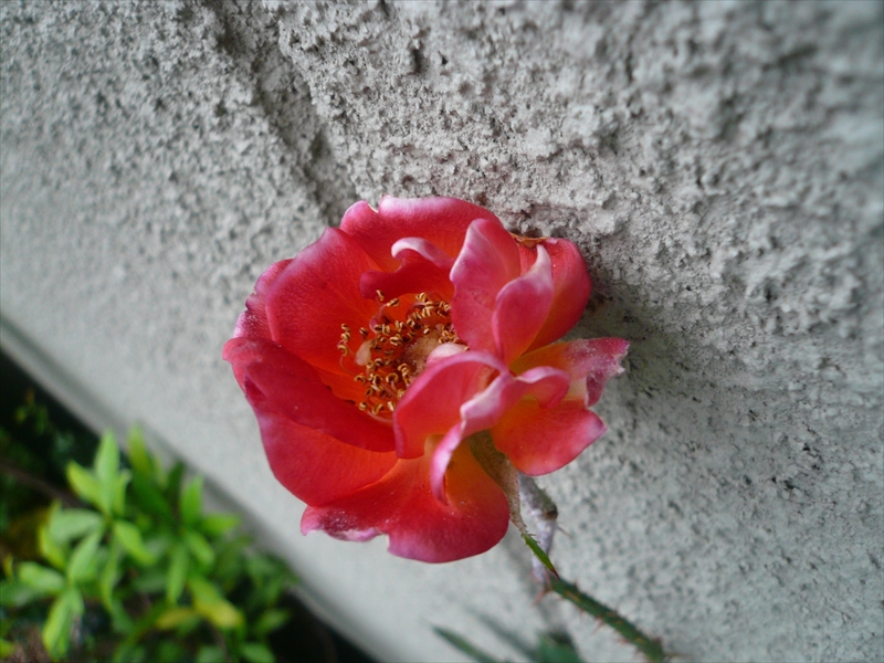 f:id:hachi-log:20090605172911j:plain