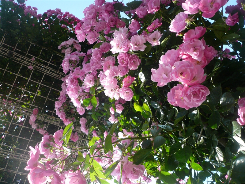 f:id:hachi-log:20090607152723j:plain