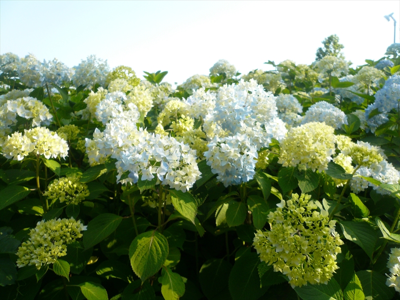 f:id:hachi-log:20090607153627j:plain