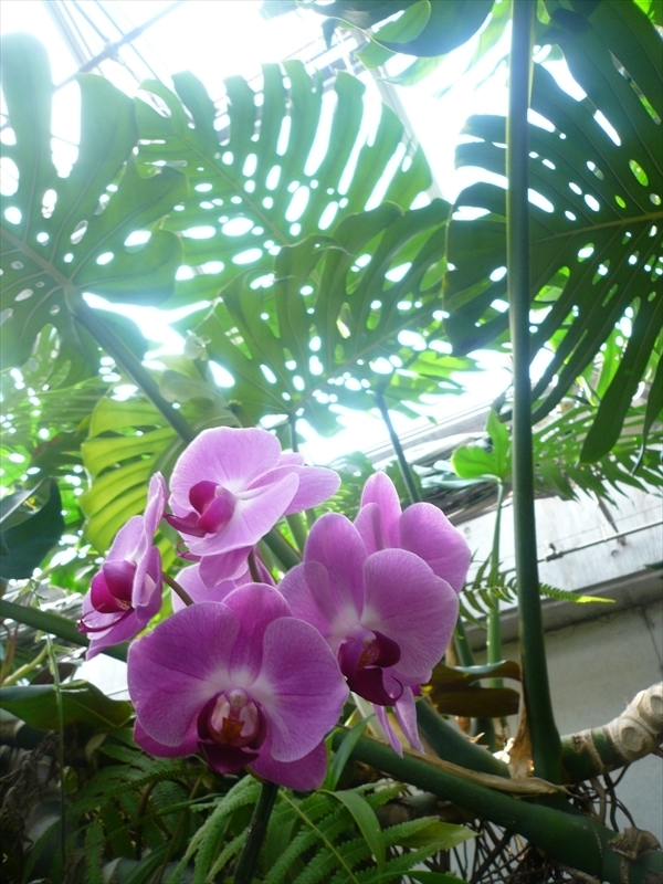 f:id:hachi-log:20090607161350j:plain