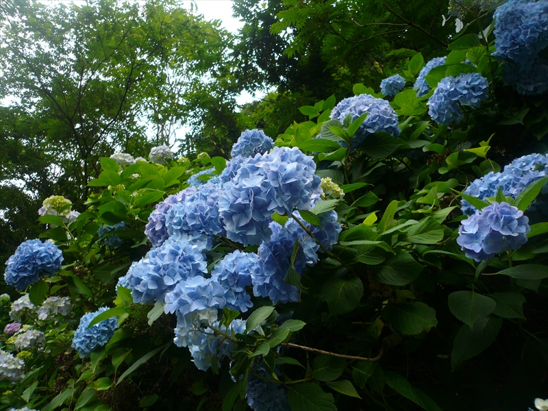 f:id:hachi-log:20090619180345j:plain