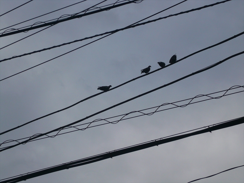 f:id:hachi-log:20090719170216j:plain