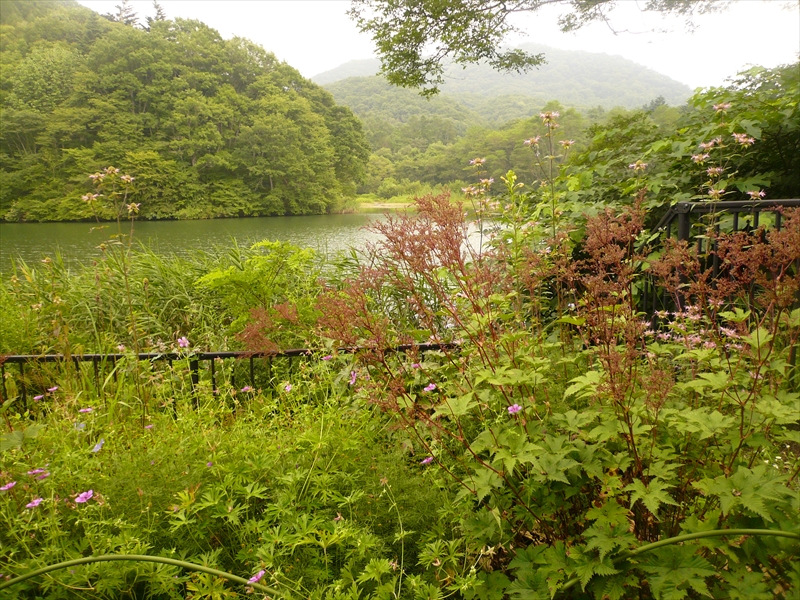 f:id:hachi-log:20090818153919j:plain