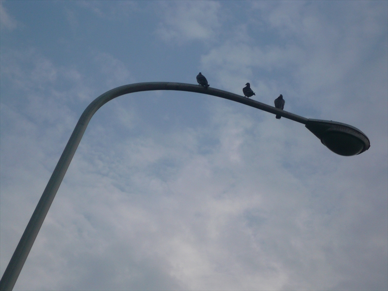 f:id:hachi-log:20090904060144j:plain