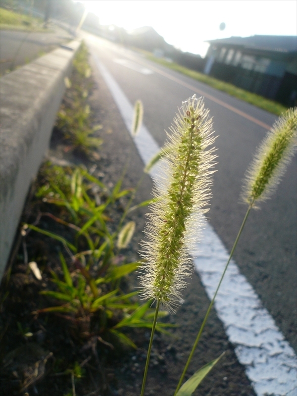 f:id:hachi-log:20090905060239j:plain