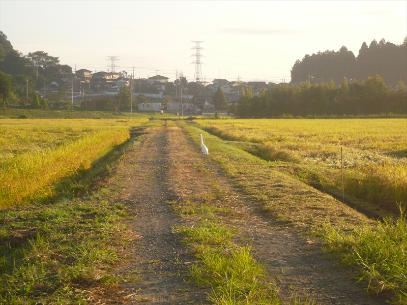 f:id:hachi-log:20090907055437j:plain