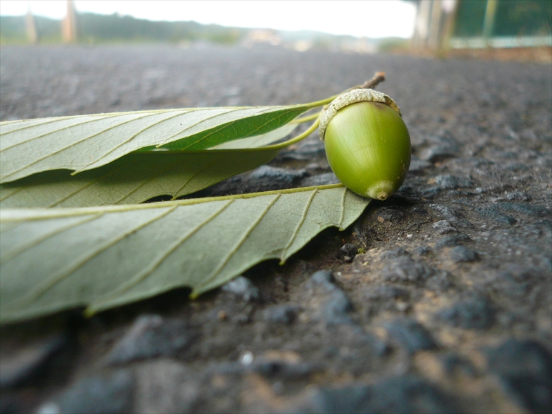 f:id:hachi-log:20090914054403j:plain
