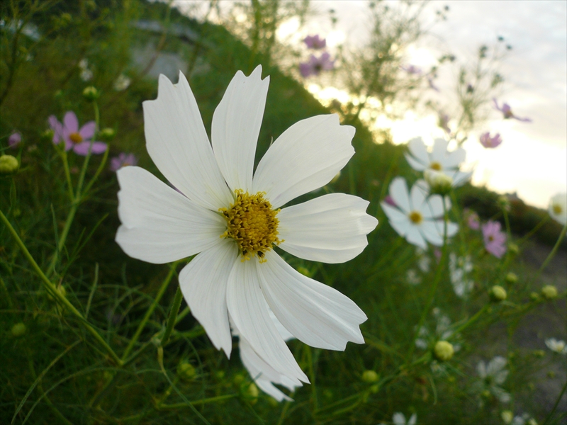 f:id:hachi-log:20090914055101j:plain