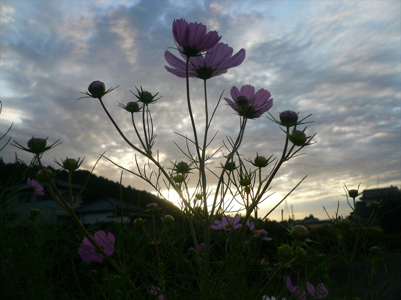 f:id:hachi-log:20090914055112j:plain