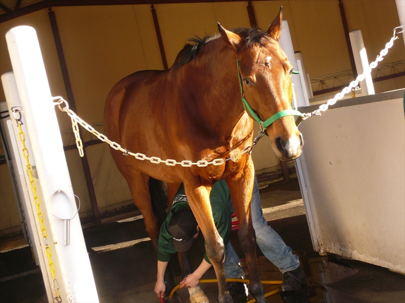 f:id:hachi-log:20091213131903j:plain