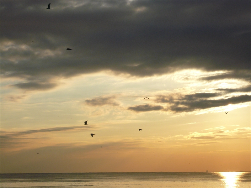 f:id:hachi-log:20100204162303j:plain