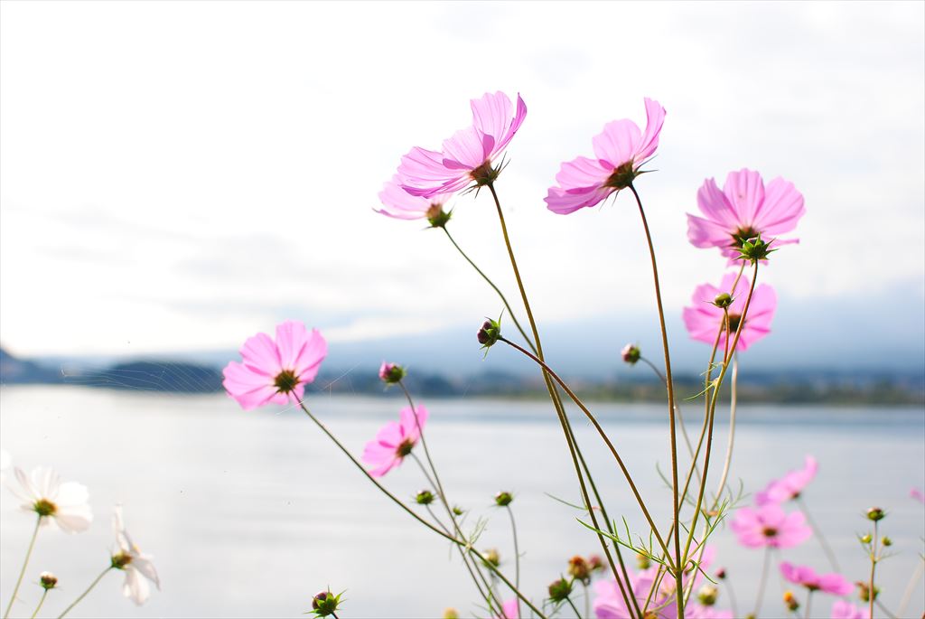 f:id:hachi-log:20150929084334j:plain f:id:hachi-log:20150929084334j:plain