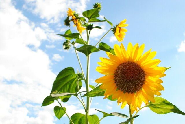 f:id:hachi-log:20160827184742j:plain