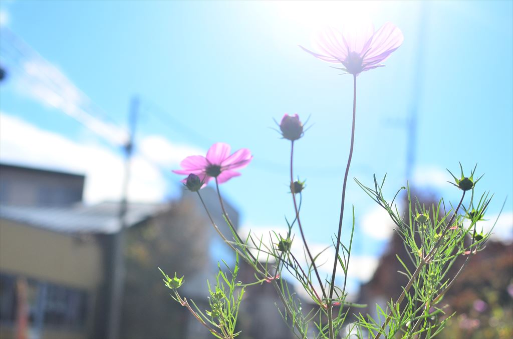 f:id:hachi-log:20181031134149j:plain