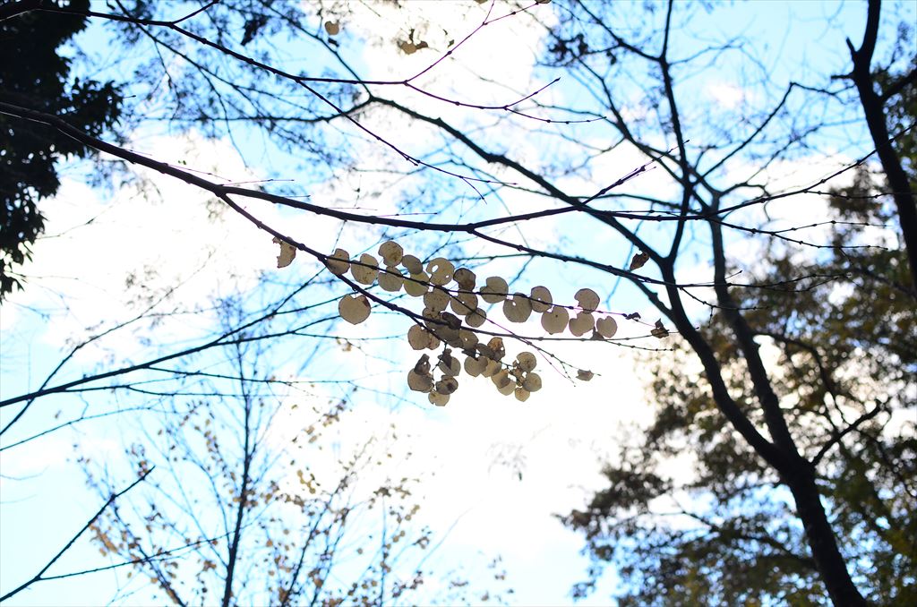 f:id:hachi-log:20181031142719j:plain