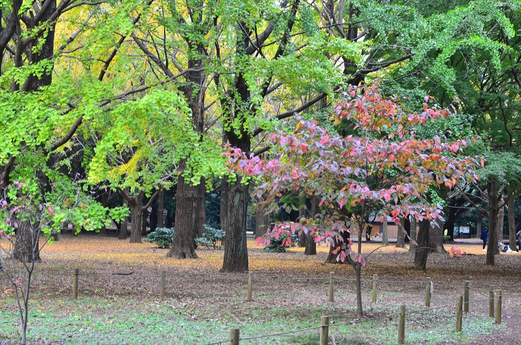 f:id:hachi-log:20181112141720j:plain